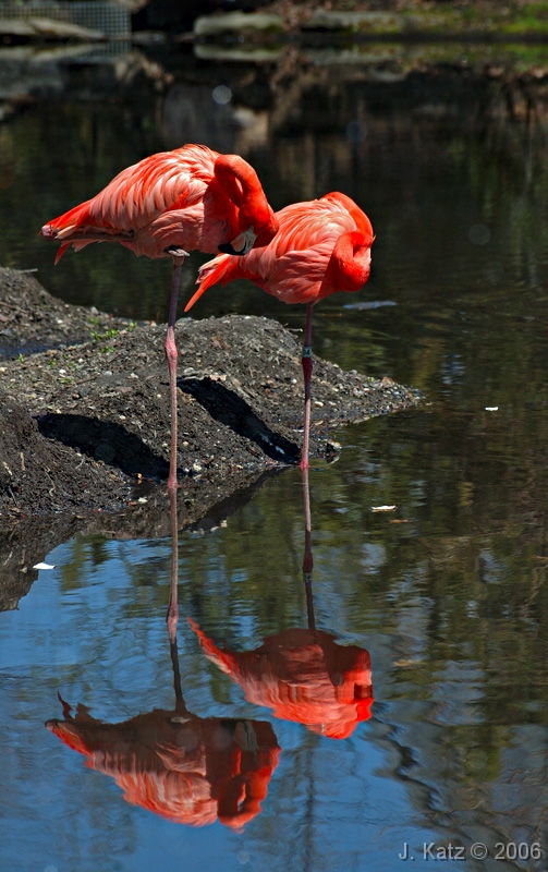 2 Flamingos 
